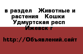  в раздел : Животные и растения » Кошки . Удмуртская респ.,Ижевск г.